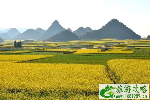 2022贵州万峰林油菜花什么时候开 附观赏指南