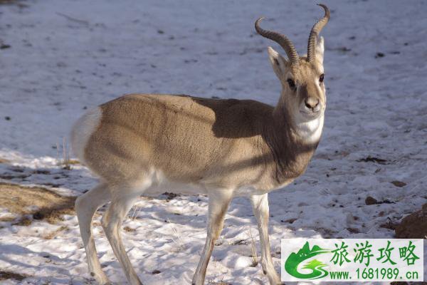 2021西宁野生动物园门票多少钱一张-好玩吗