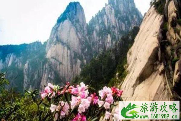 2021黄山杜鹃花什么时候可以开-最佳观赏地点