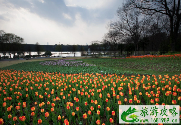 世界地球日南京中山植物园免费开放及预约指南 2021南京中山植物园免费开放时间