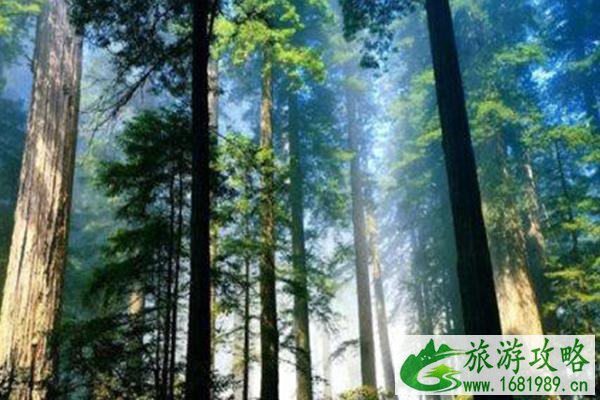 神农架风景区几月份去最好2021-必去景点推荐 神农架风景区几月份去最好2021-必去景点推荐