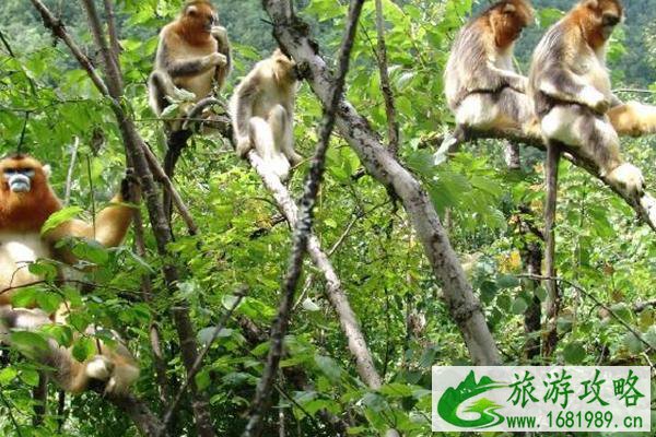 神农架风景区几月份去最好2021-必去景点推荐 神农架风景区几月份去最好2021-必去景点推荐