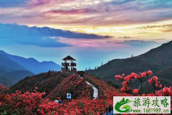 浏阳大围山杜鹃花什么时候开2021-杜鹃花节举办时间及门票