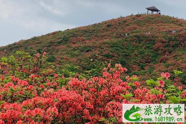 浏阳大围山杜鹃花什么时候开2021-杜鹃花节举办时间及门票