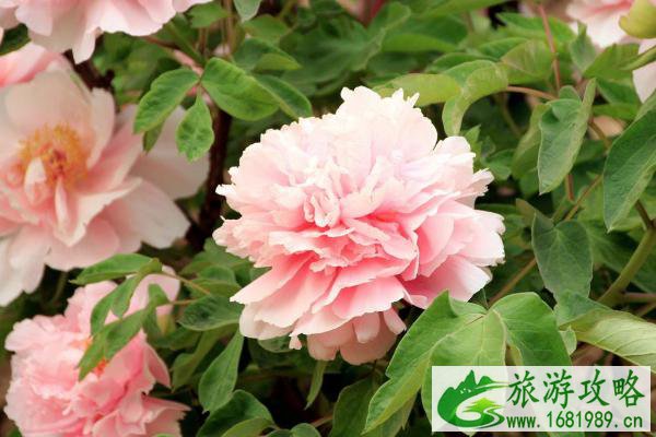 2021菏泽牡丹花会开幕式时间 菏泽牡丹花会门票多少钱一张