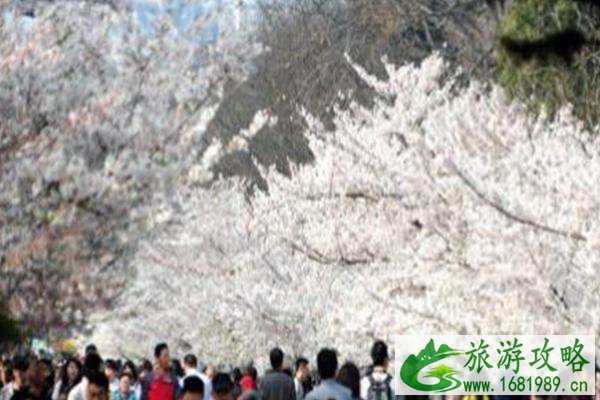 2021青岛樱花节什么时候举办-地点及交通