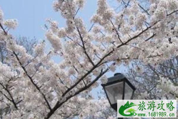 2021青岛樱花节什么时候举办-地点及交通