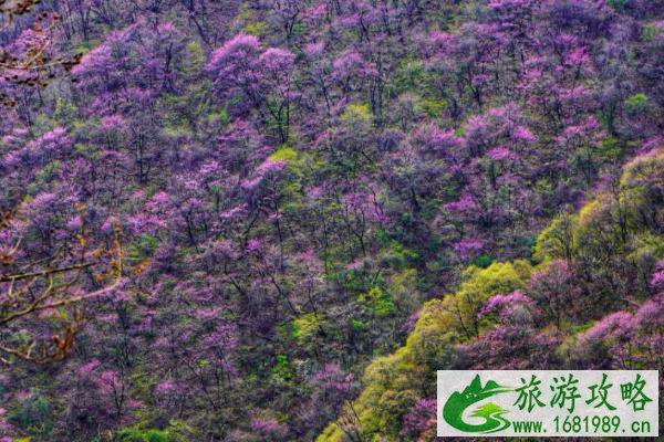 2021太平国家森林公园紫荆花节是什么时候-紫荆花节看点