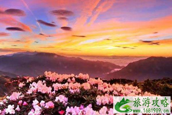 瓦屋山杜鹃花什么时候开2021-门票价格及杜鹃花季活动