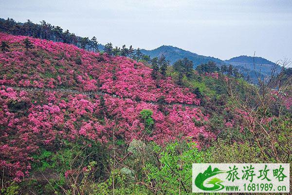 2021武汉木兰云雾山杜鹃花花期-交通攻略