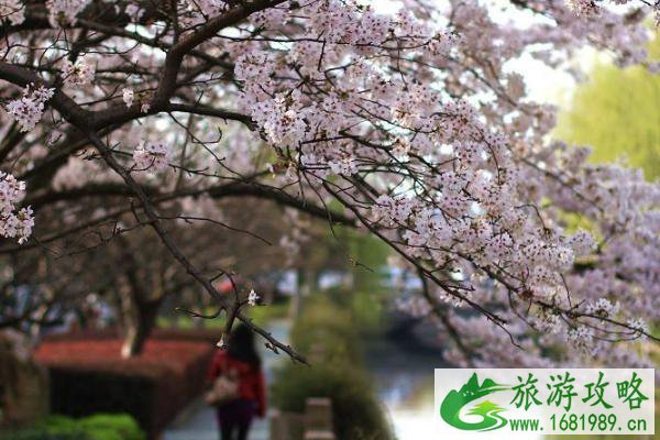 2021常熟虞歌畅晚樱花季门票-时间-活动