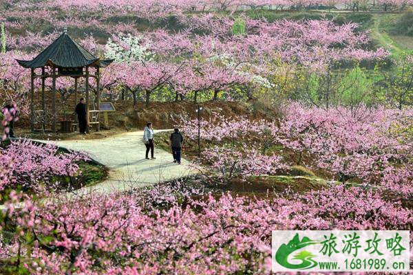 2021石河子桃花节在什么时候 附活动项目及交通