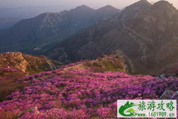 2021梧桐山杜鹃花什么时候开 梧桐山杜鹃花看花地点