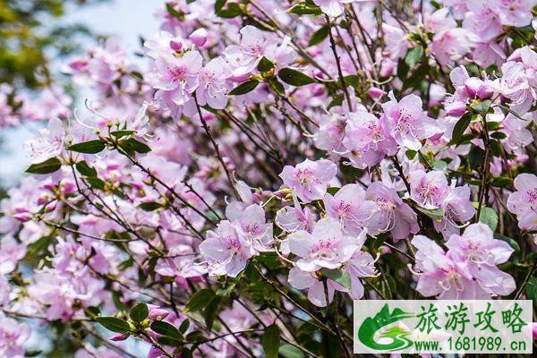 2021梧桐山杜鹃花什么时候开 梧桐山杜鹃花看花地点