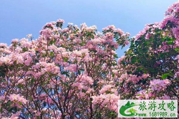 2021梧桐山杜鹃花什么时候开 梧桐山杜鹃花看花地点