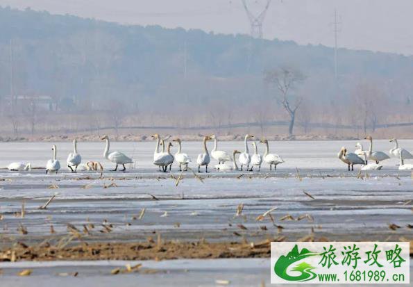 彰武柳河落雁 3月彰武旅游看什么