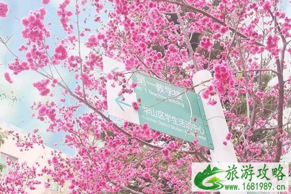 2021广州哪里可以赏樱花 广州樱花节在哪里