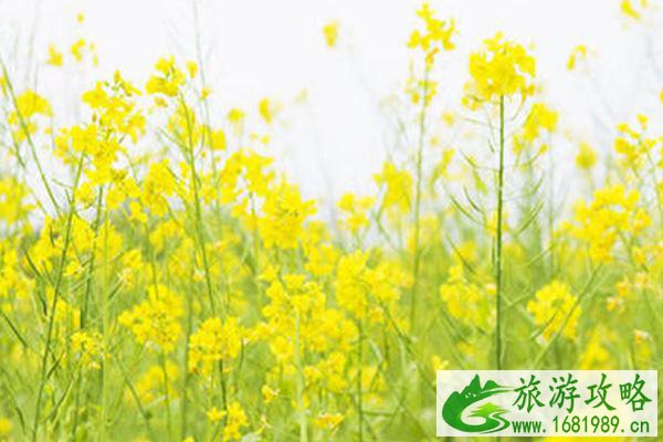 广州油菜花景点在哪里 广州周边赏花地点推荐2021