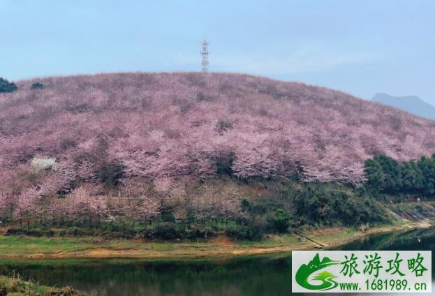 平坝万亩樱花园门票预约 最佳观赏时间