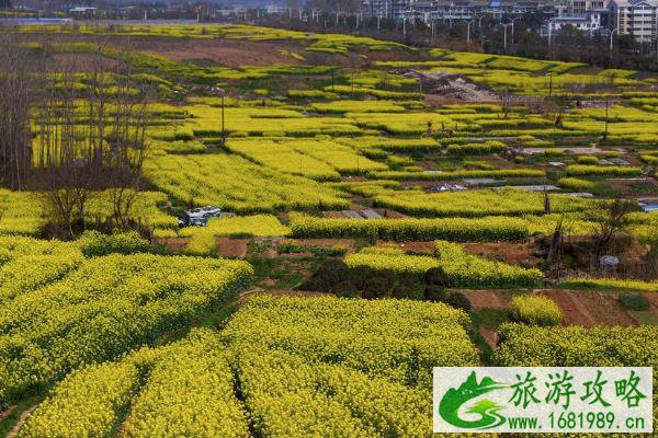 2021南京赏花攻略 南京赏花地门票-地址-详情