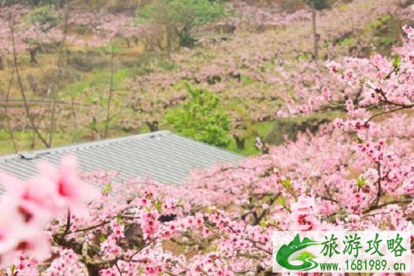 2021成都踏青赏花旅游活动有哪些 成都近期赏花节汇总