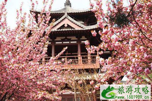 2021西安青龙寺赏樱门票预约 青龙寺樱花节举办时间