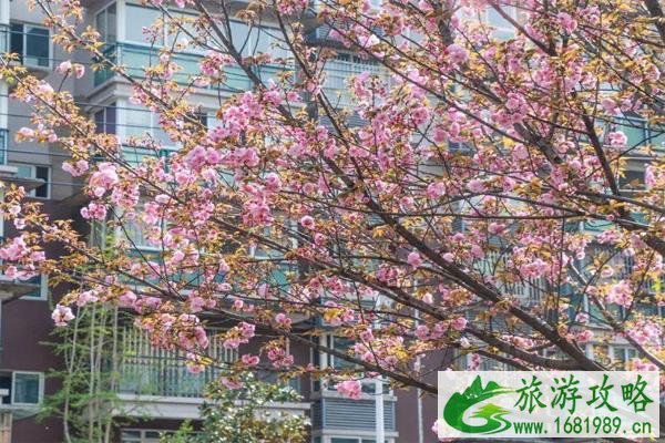 2021成都青白江樱花节是什么时候 及樱花节观赏路线