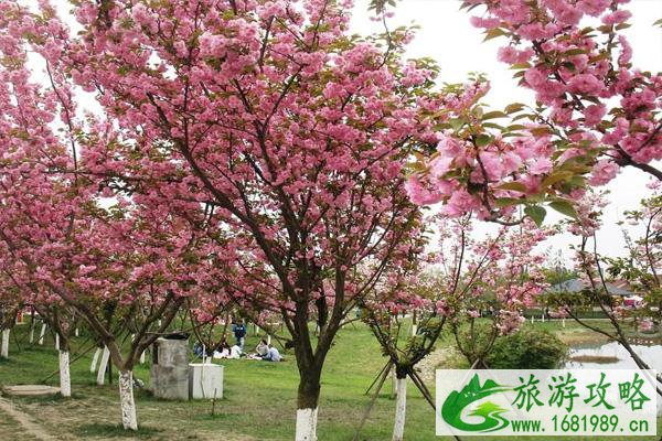 2021成都青白江樱花节是什么时候 及樱花节观赏路线