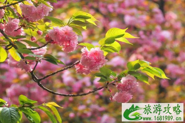 2021成都青白江樱花节是什么时候 及樱花节观赏路线