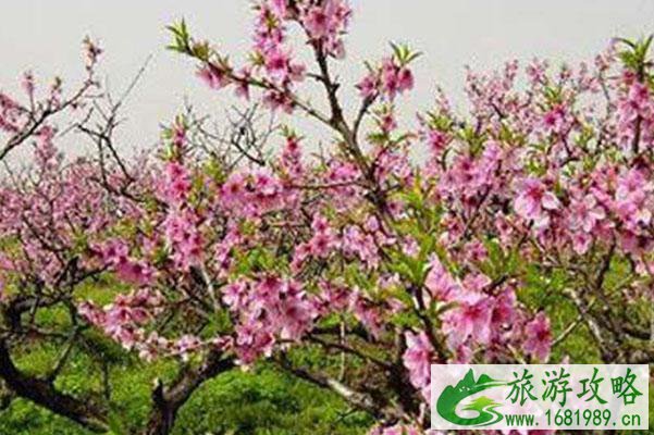 温州哪里可以赏桃花2021 温州赏桃花的地方