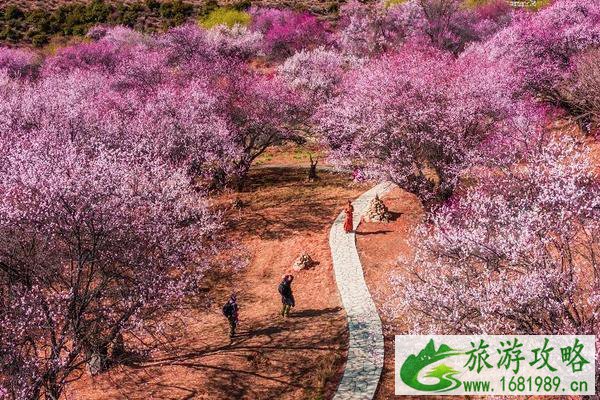 春季赏花游 林芝桃花及金川梨花游玩路线