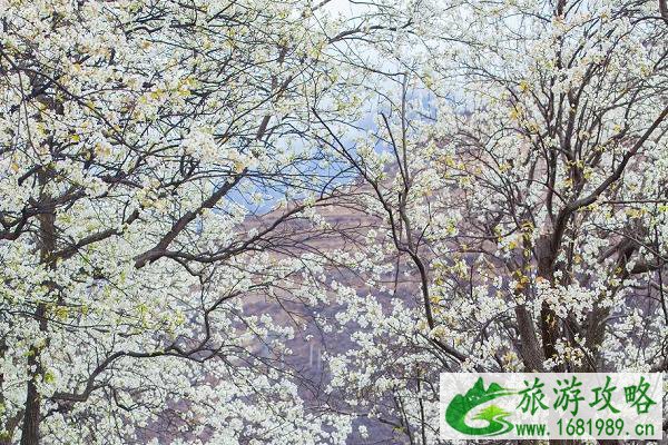 春季赏花游 林芝桃花及金川梨花游玩路线