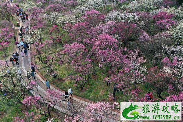 2021南京梅花山需要预约吗 附最佳观赏时间