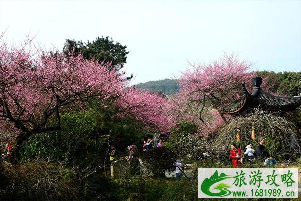 长沙赏梅花去哪里 长沙赏梅好去处