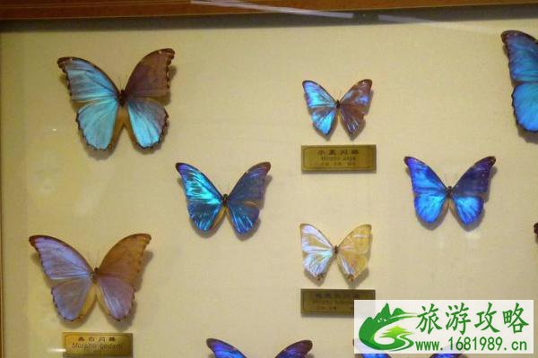 2021南京紫金山昆虫博物馆门票 南京紫金山昆虫博物馆免费开放日