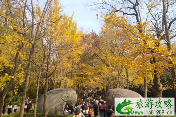 1月27日南京紫金山昆虫博物馆免费开放 春节南京景区要预约吗