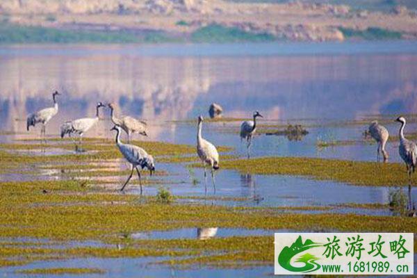 鄱阳湖看候鸟最佳地点 鄱阳湖看候鸟最佳时间