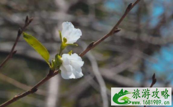 南京鸡鸣寺秋季还可以看樱花吗