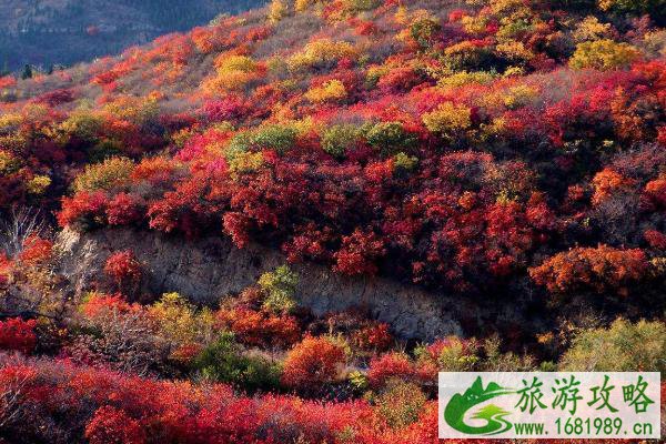 11月赏秋国内有哪些景点 11月旅游的最佳地方