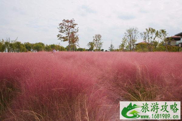 深圳11月哪里有花看 深圳粉黛乱子草哪里看