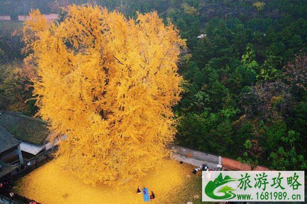 西安古观音禅几月去最好 千年银杏树是谁种的