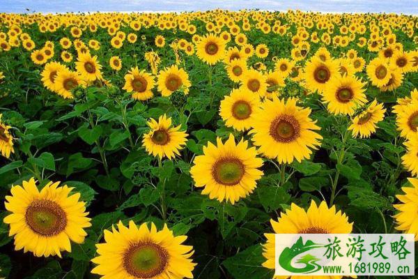 深圳向日葵公园在哪 深圳向日葵公园在哪