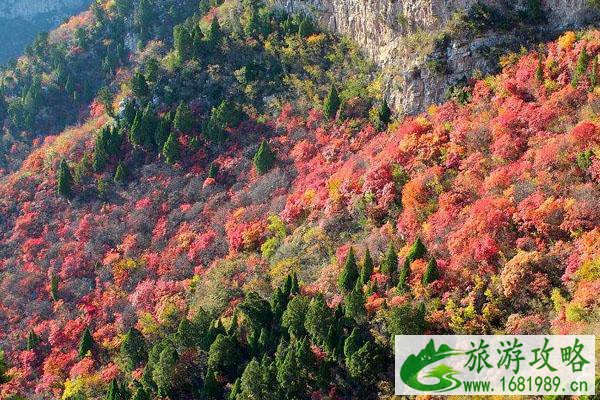 仙台山枫叶什么时候红 最佳观赏时间