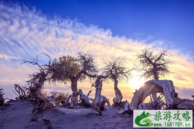 额济纳旗有几个胡杨林景区 秋天额济纳旗景点推荐及门票价格