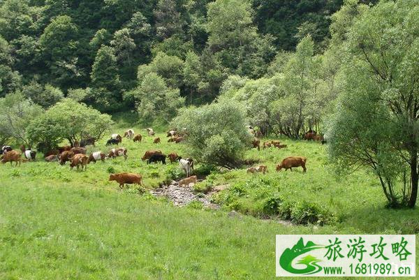 关山草原到大水川最佳路线