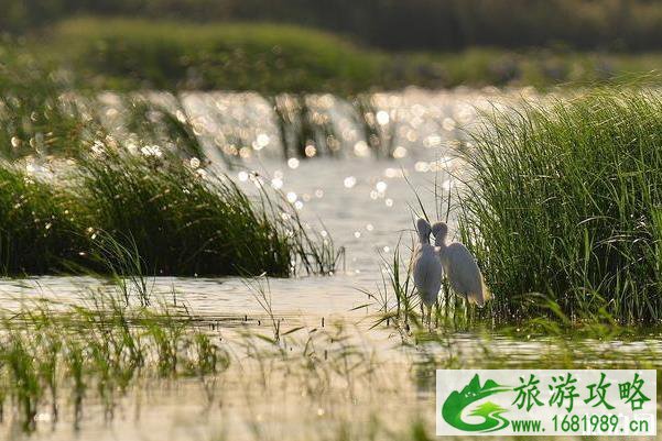 天津大黄堡湿地自然保护区怎么样