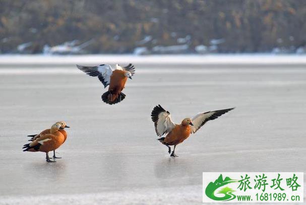 天津大黄堡湿地自然保护区怎么样