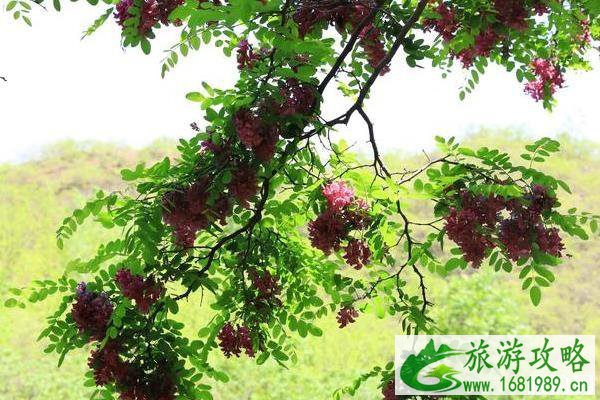 虎山风景区游玩攻略 保定虎山风景区怎么样