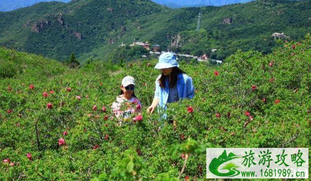 北京门头沟金顶妙峰山玫瑰园攻略