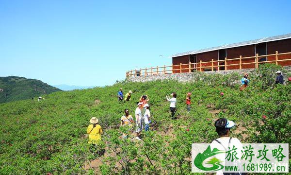 北京门头沟金顶妙峰山玫瑰园攻略